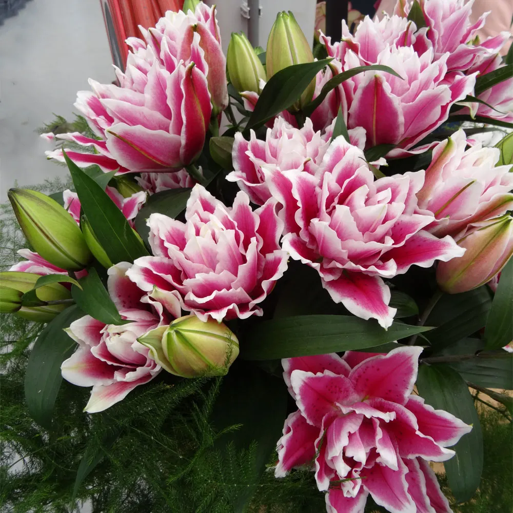 SAMANTHA ROSE LILY FLOWER BULBS HARDY 2 FT. TALL FRAGRANT BLOOMS DOUBLE ORIENTAL