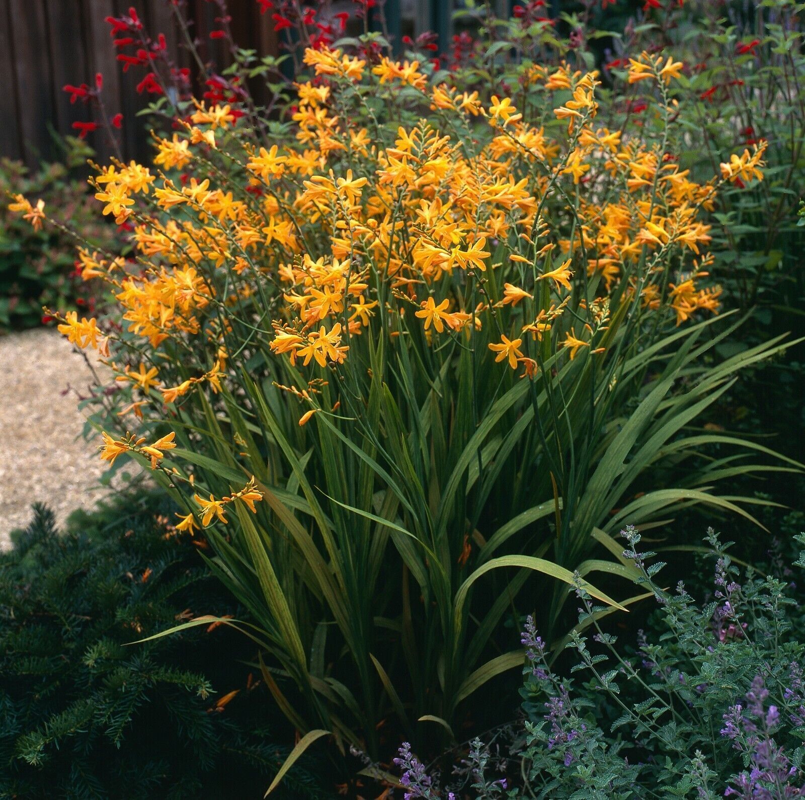 PICK YOUR DRAGON FLOWER - Choose From (7) Different Types of Crocosmia Bulbs!!!