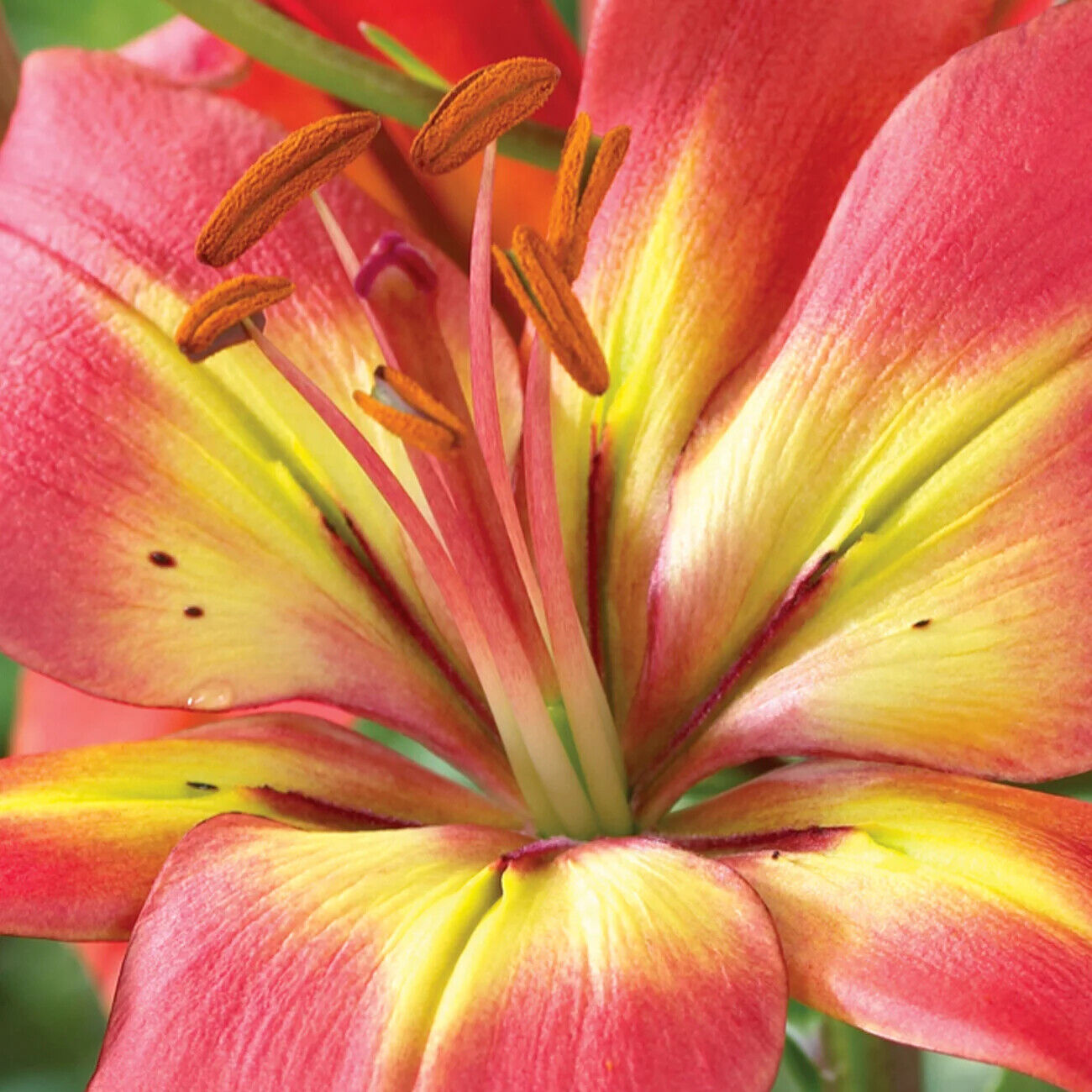 FOREVER LINDA LILY FLOWER BULBS HARDY 3-4 FT TALL PERENNIAL PLANT ORANGE & BLACK