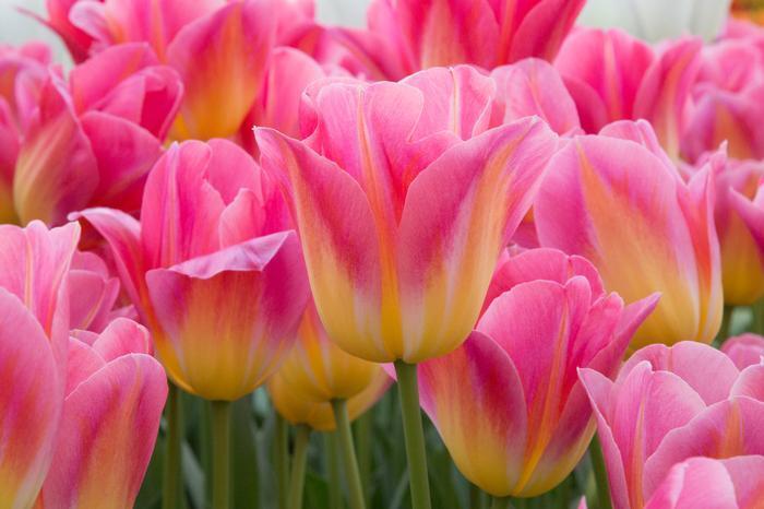 TRIUMPH TULIP~TOM POUCE~FLOWER BULBS~LARGE PINK BLOOMS WITH GOLDEN YELLOW BASE!!
