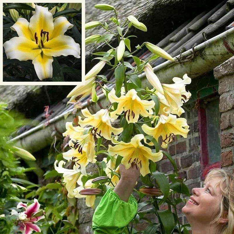 MISS PECULIAR TREE LILY FLOWER BULBS HARDY GROWS 4-6FT.TALL FRAGRANT 11" BLOOMS!