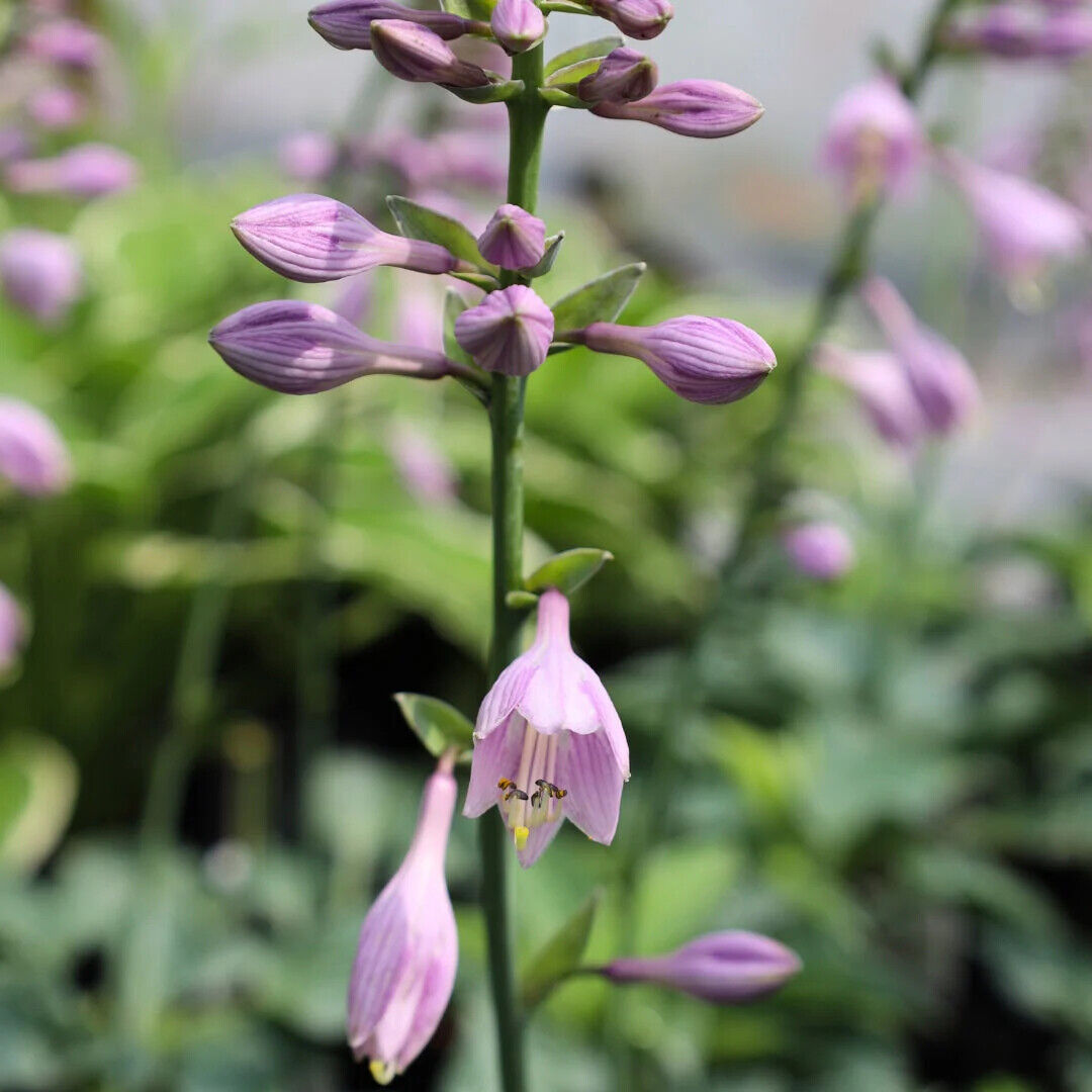 HOSTA~BLUE CADET~HARDY PERENNIAL SHADE PLANT FOLIAGE VIOLET HUMMINGBIRD LILY!!!