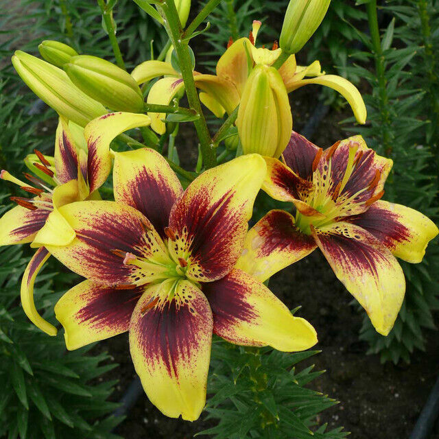 YELLOW & BLACK LILY~LIONHEART~FLOWER BULBS 4 FT TALL PERENNIAL LIVE PLANT FEEDER