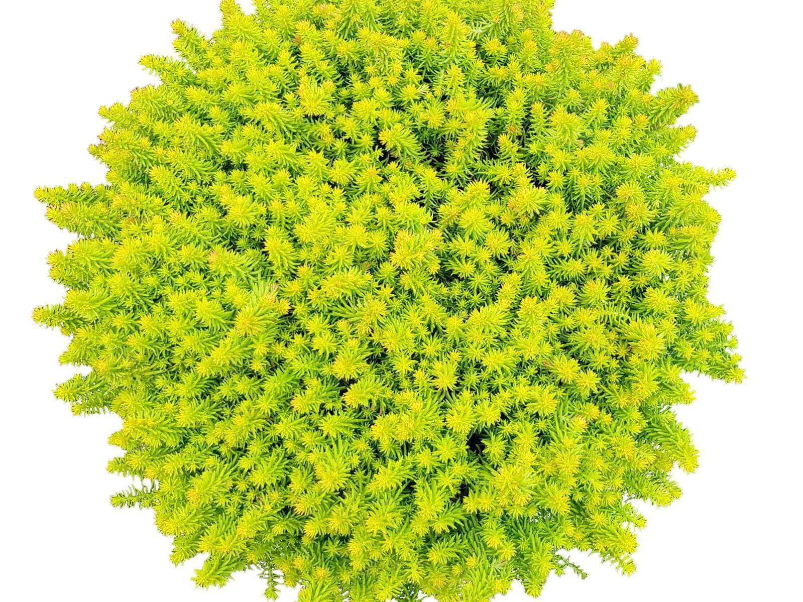 SEDUM SUNSPARKLER~ANGELINA'S TEACUP~STONECROP PLANT SUCCULENT MAT GROUND COVER!!