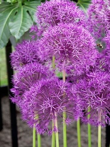 ALLIUM~PURPLE RAIN~HARDY PERENNIAL FLOWER BULBS ORNAMENTAL ONION LATE SPRING BLM
