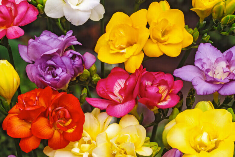 FREESIA~DOUBLE MIXTURE~FLOWER BULBS~DELIGHTFUL FRAGRANCE