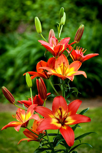 【7inch】The Who / Pictures Of Lily 57_6284bd1c-d5ba-43cc-b7cf-