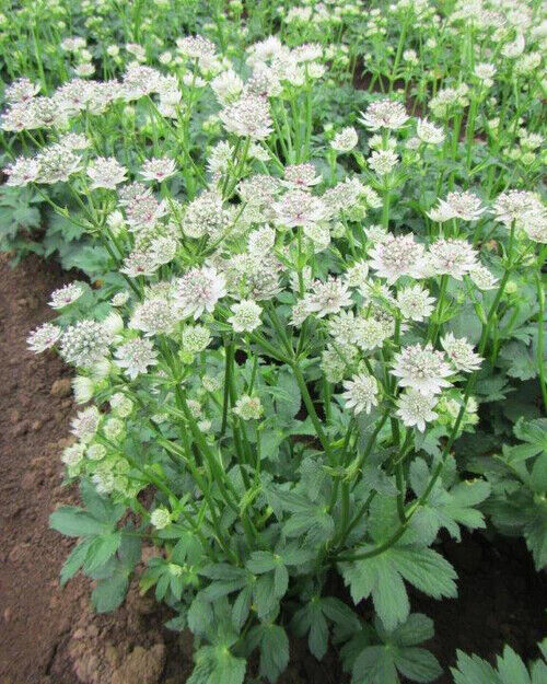 ASTRANTIA~MASTERWORT~STAR OF BILLIONS-OR-STAR OF FIRE~PICK YOUR COLOR OR BOTH!!!