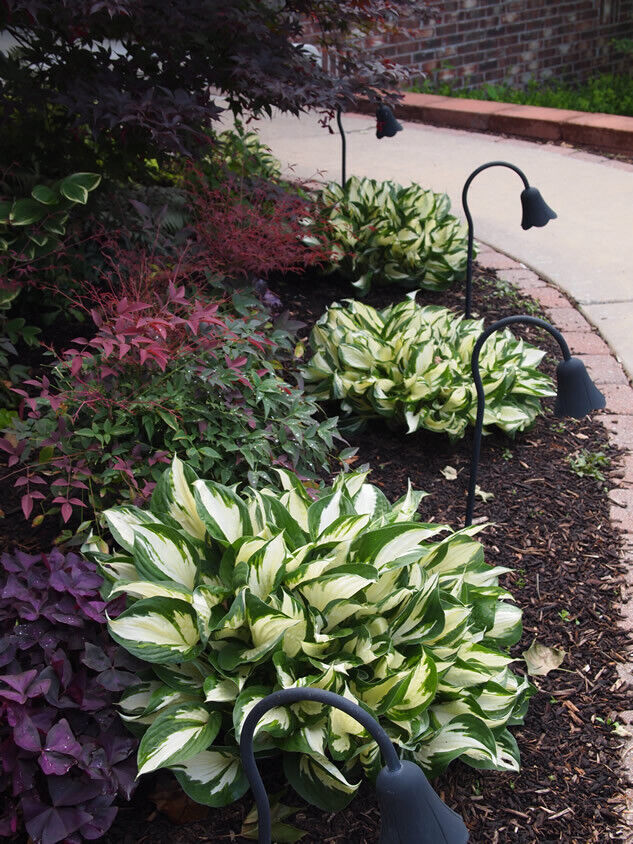 HOSTA~FIRE & ICE~PERENNIAL SHADE PLANT LAVENDER HUMMINGBIRD LILY VARIEGATED LEAF