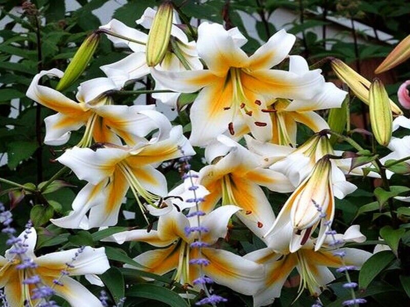 MISTER PISTACHE TREE LILY FLOWER BULBS HARDY GROWS 3-4FT.TALL FRAGRANT BLOOMS!!!