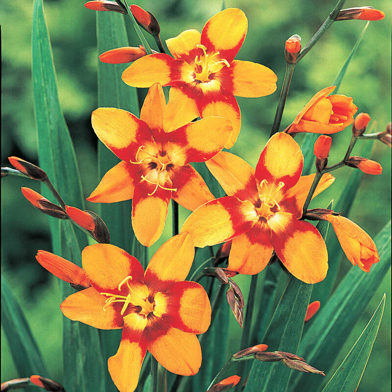 PICK YOUR DRAGON FLOWER - Choose From (7) Different Types of Crocosmia Bulbs!!!