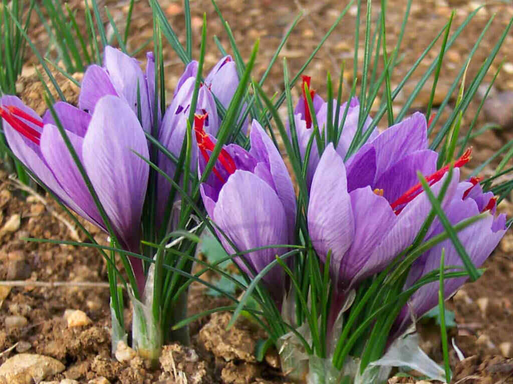 Crocus sativus flower bulbs SAFFRON CROCUS Grow your own King's Spice Fall Bloom