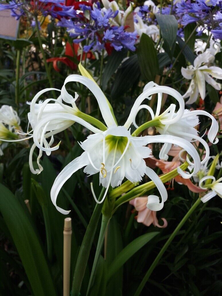HYMENOCALLIS SPIDER LILY~FLOWER BULB~PERUVIAN DAFFODIL FRAGRANT BLOOMS 16/18cm!