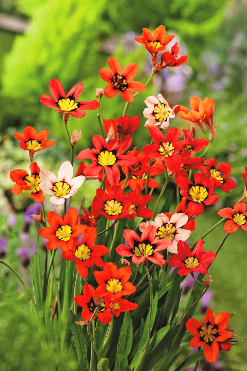 SPARAXIS 'TRICOLOR'~WAND FLOWER BULBS~RAINBOW MIXTURE OF COLORS~HARLEQUIN FLOWER