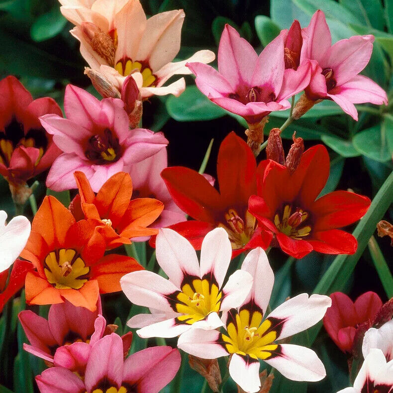 SPARAXIS 'TRICOLOR'~WAND FLOWER BULBS~RAINBOW MIXTURE OF COLORS~HARLEQUIN FLOWER