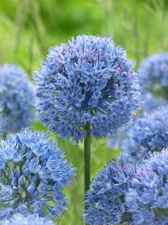 Wild Blue Alliums Flower Bulbs, Plant Now for Spring Blooms Attract Butterflies!
