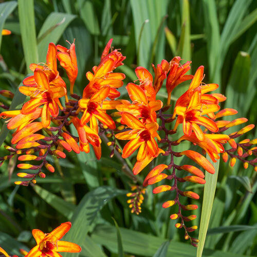 PICK YOUR DRAGON FLOWER - Choose From (7) Different Types of Crocosmia Bulbs!!!
