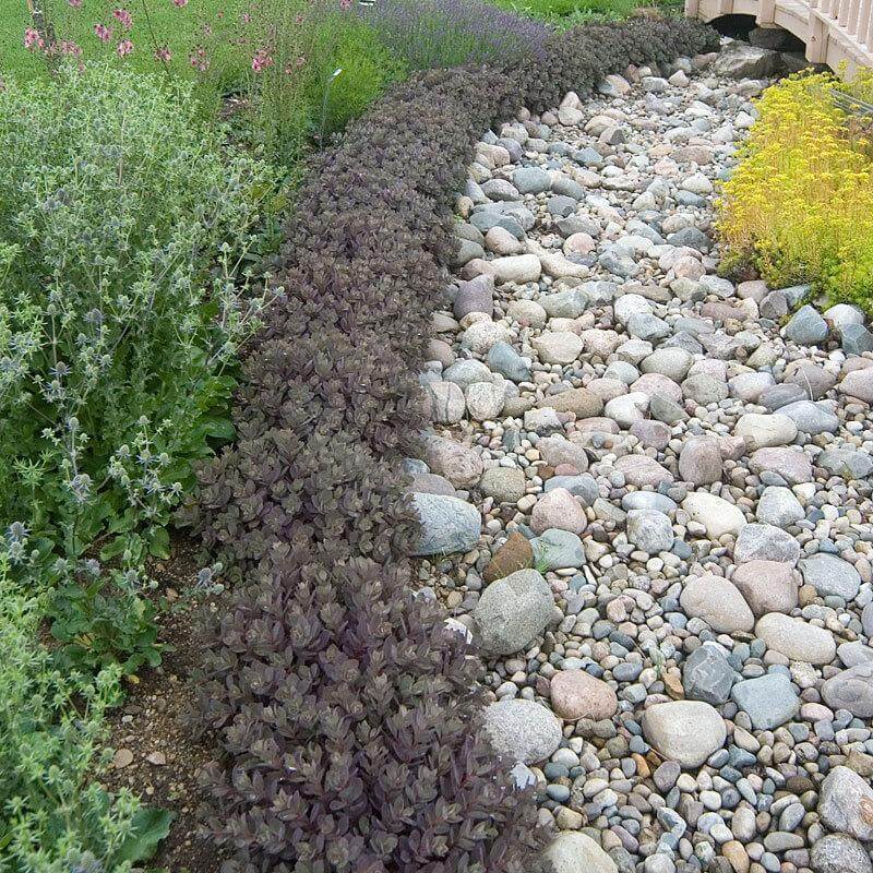 SEDUM SUNSPARKLER 'DAZZLEBERRY' STONECROP PLANT SUCCULENT GARDEN SUMMER BLOOMS!!