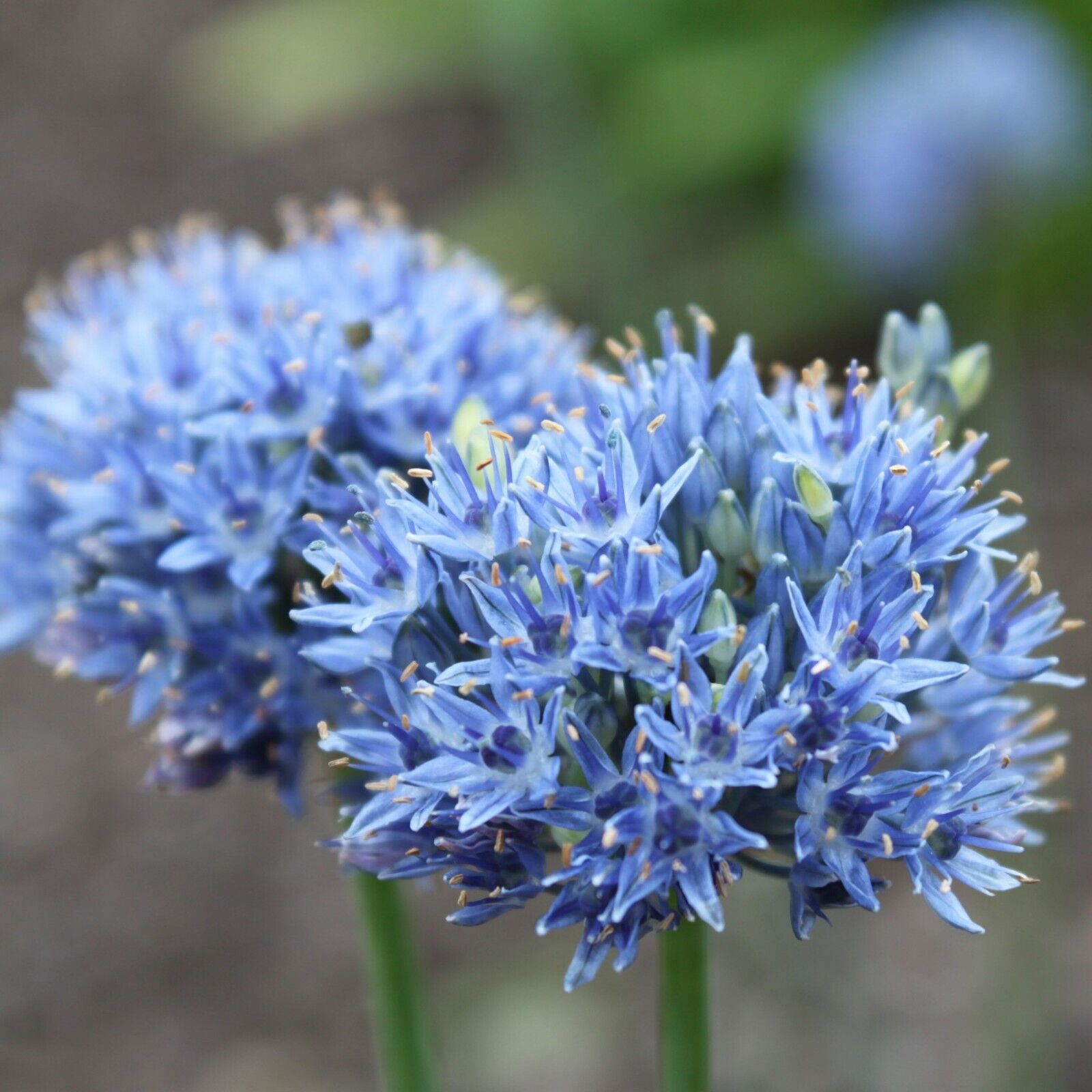 Wild Blue Alliums Flower Bulbs, Plant Now for Spring Blooms Attract Butterflies!