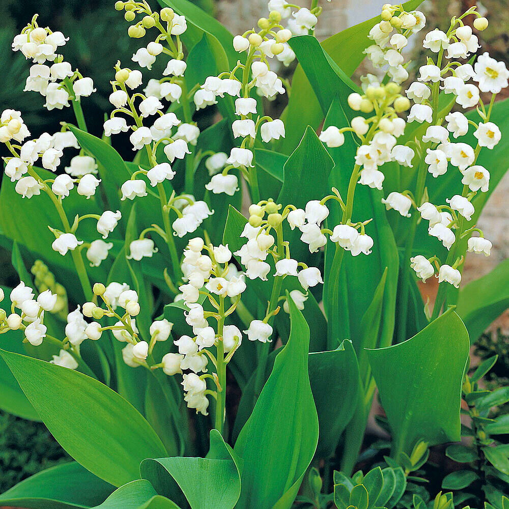 CONVALLARIA 'BORDEAUX GIANT'~LILY OF THE VALLEY~PLANTS/PIPS~FRAGRANT FLOWERS!!!