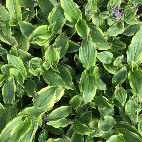 TRICYRTIS FORMOSANA~SAMURAI~UNUSUAL PERENNIAL SHADE GARDEN PLANT HARDY ZONES:4-9