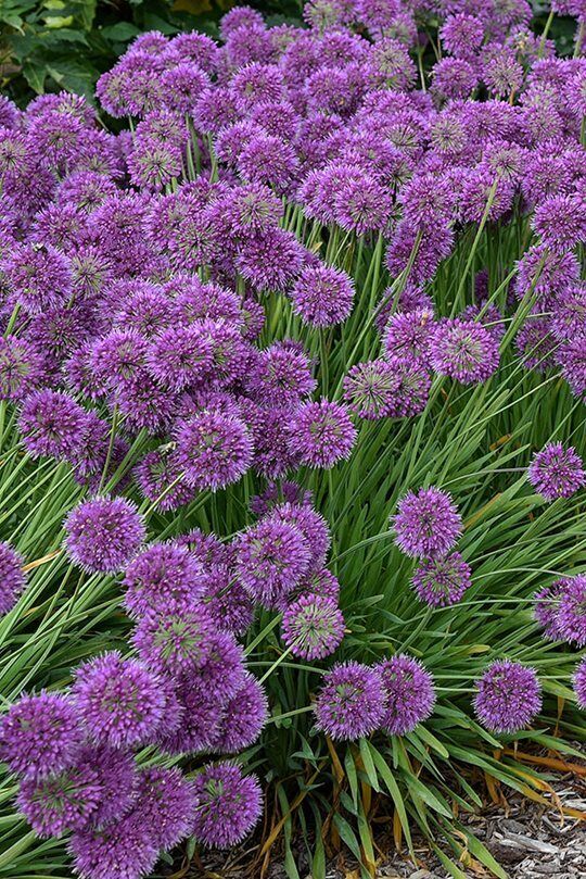 ALLIUM~LAVENDER BUBBLES~LIVE PLANT~FLOWERS LATE-SUMMER TO FALL~HARDY PERENNIAL!!