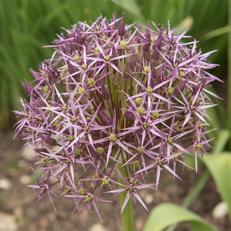 ALLIUM CHRISTOPHII~STAR OF PERSIA~HARDY PERENNIAL FLOWER BULBS ORNAMENTAL ONIONS