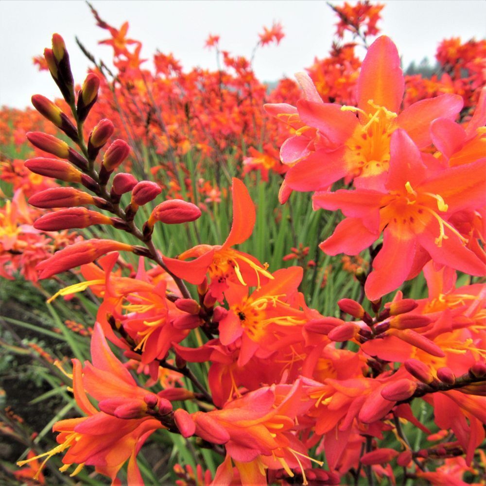 PICK YOUR DRAGON FLOWER - Choose From (7) Different Types of Crocosmia Bulbs!!!