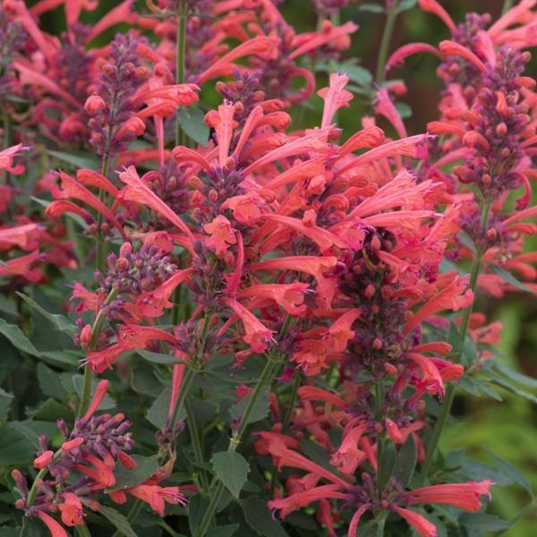 AGASTACHE ~KUDOS CORAL~HUMMINGBIRD MINT PLANT HARDY PERENNIAL BLOOMS ALL SEASON!