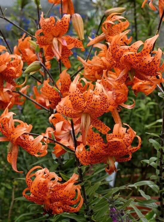 TIGER LILY ~FLORE PLENO~ FLOWER BULBS HARDY 3-5 FT. TALL PERENNIAL PLANTS UNIQUE