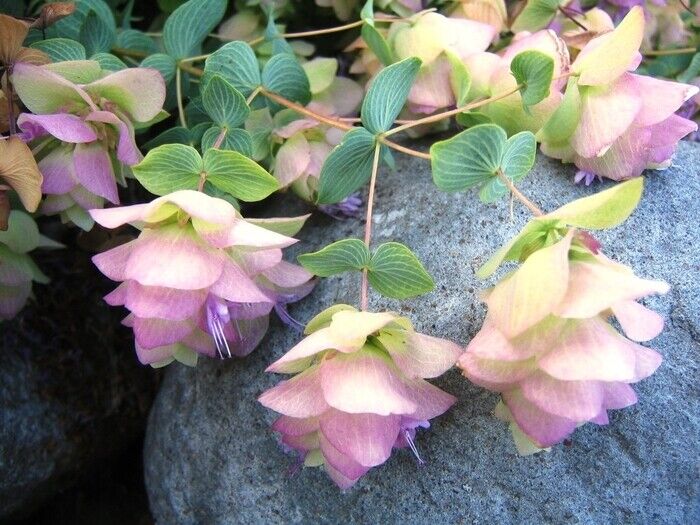 ORIGANUM ROTUNDIFOLIUM~KENT BEAUTY~ORNAMENTAL OREGANO PLANT HARDY PERENNIAL HERB