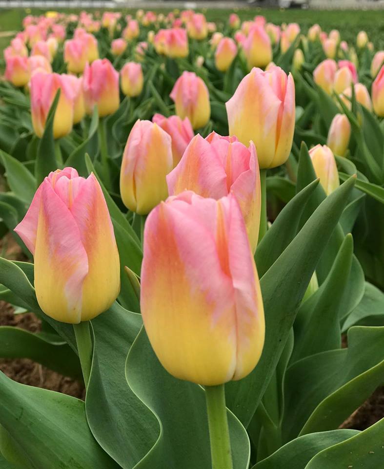 TRIUMPH TULIP~TOM POUCE~FLOWER BULBS~LARGE PINK BLOOMS WITH GOLDEN YELLOW BASE!!