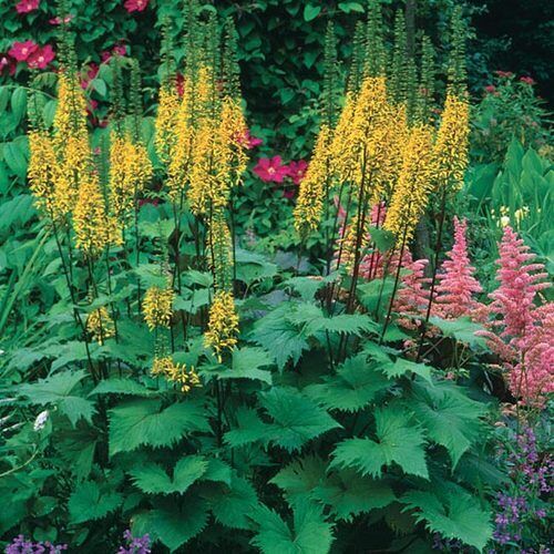 LIGULARIA 'THE ROCKET' LEOPARD PLANT HARDY PERENNIAL SHADE PLANT LIKES WET SOIL