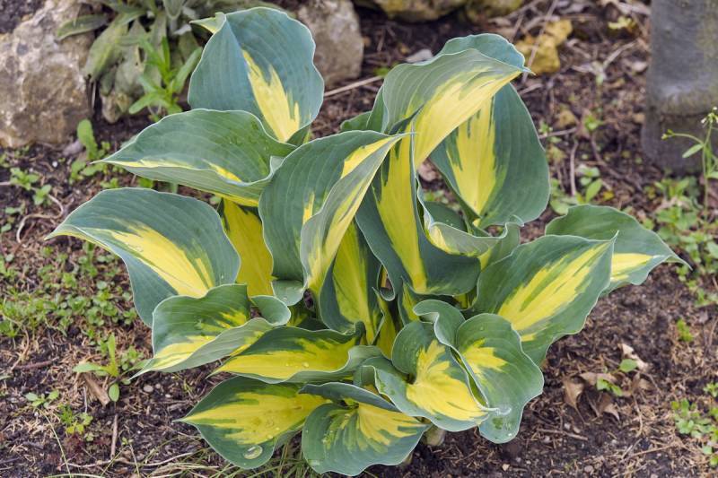 HOSTA~BEACH BOY~PERENNIAL SHADE PLANT TWO-TONE FOLIAGE LAVENDER HUMMINGBIRD LILY