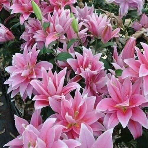 CELINA ROSE LILY FLOWER BULBS HARDY 2 FEET TALL FRAGRANT BLOOMS DOUBLE ORIENTAL!