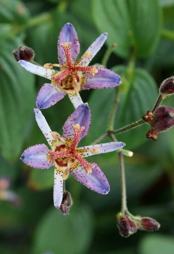 TRICYRTIS FORMOSANA 'SEIRYU' UNIQUE PERENNIAL SHADE GARDEN PLANT HARDY ZONES:4-9