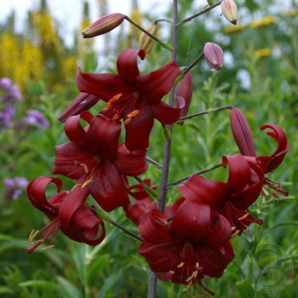 RED VELVET HUMMINGBIRD LILY FLOWER BULBS 4-5 FT TALL PERENNIAL LIVE PLANT FEEDER