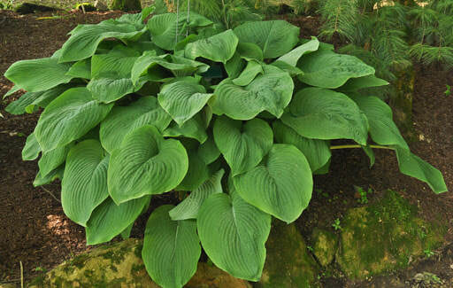 HOSTA 'T-REX' HARDY PERENNIAL SHADE PLANT GIANT PLANTAIN LILY W/ 18 X 14" LEAVES