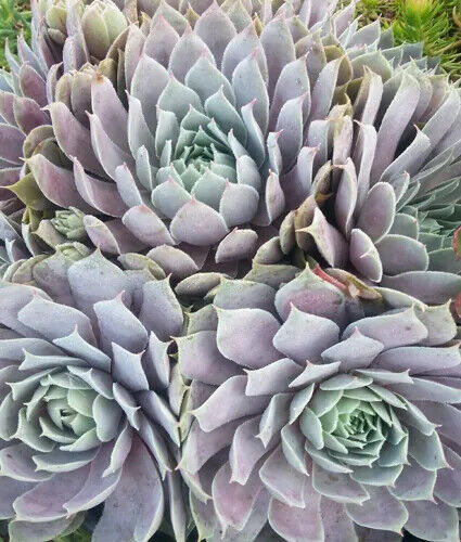 SEMPERVIVUM~PACIFIC BLUE ICE~HENS AND CHICKS HARDY PERENNIAL SUCCULENT GARDEN