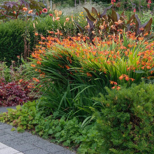 PICK YOUR DRAGON FLOWER - Choose From (7) Different Types of Crocosmia Bulbs!!!