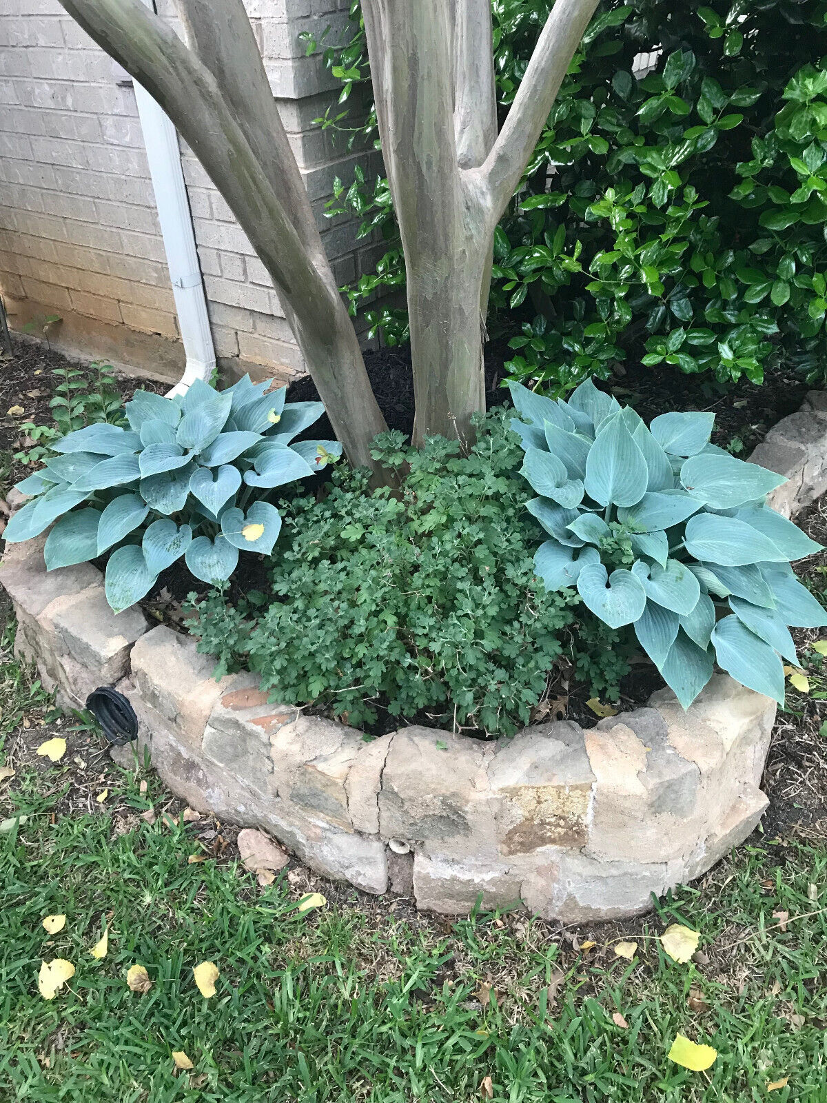 HOSTA~BLUE CADET~HARDY PERENNIAL SHADE PLANT FOLIAGE VIOLET HUMMINGBIRD LILY!!!