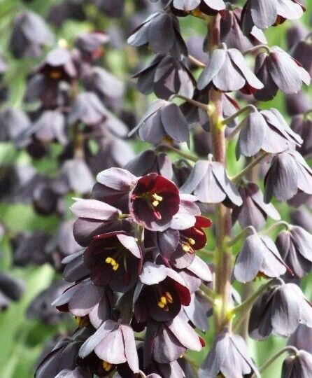 FRITILLARIA PERSICA~PERSIAN LILY~LRG FLOWER BULB UNIQUE TALL BLACK SPRING BLOOMS
