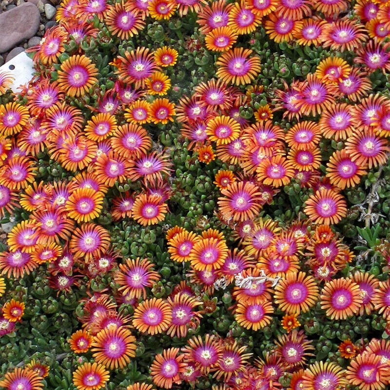 DELOSPERMA~FIRE SPINNER~ICE PLANT HARDY SUCCULENT MAT GROUND COVER PERENNIAL!!!