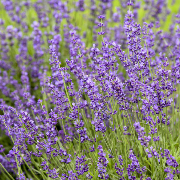 LAVANDULA ANGUSTIFOLIA~IMPERIAL GEM~LAVENDER PLANT LIVE HARDY PERENNIAL HERB