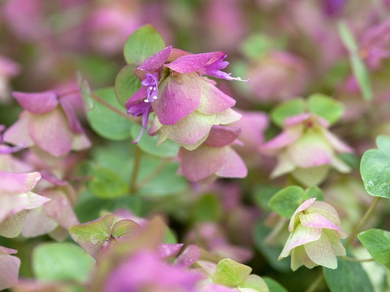 ORIGANUM ROTUNDIFOLIUM~KENT BEAUTY~ORNAMENTAL OREGANO PLANT HARDY PERENNIAL HERB