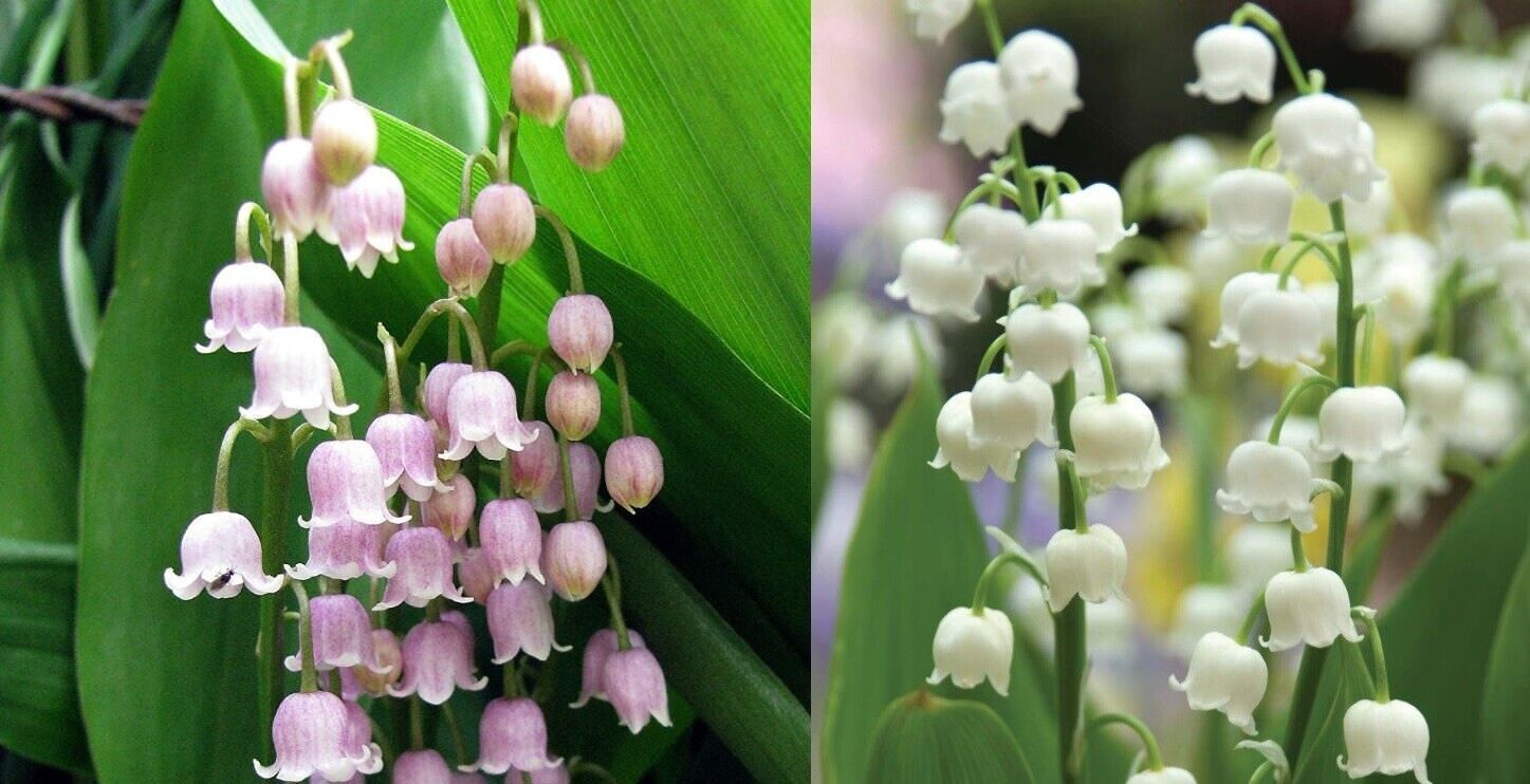 CONVALLARIA 'BORDEAUX GIANT'~LILY OF THE VALLEY~PLANTS/PIPS~FRAGRANT FLOWERS!!!