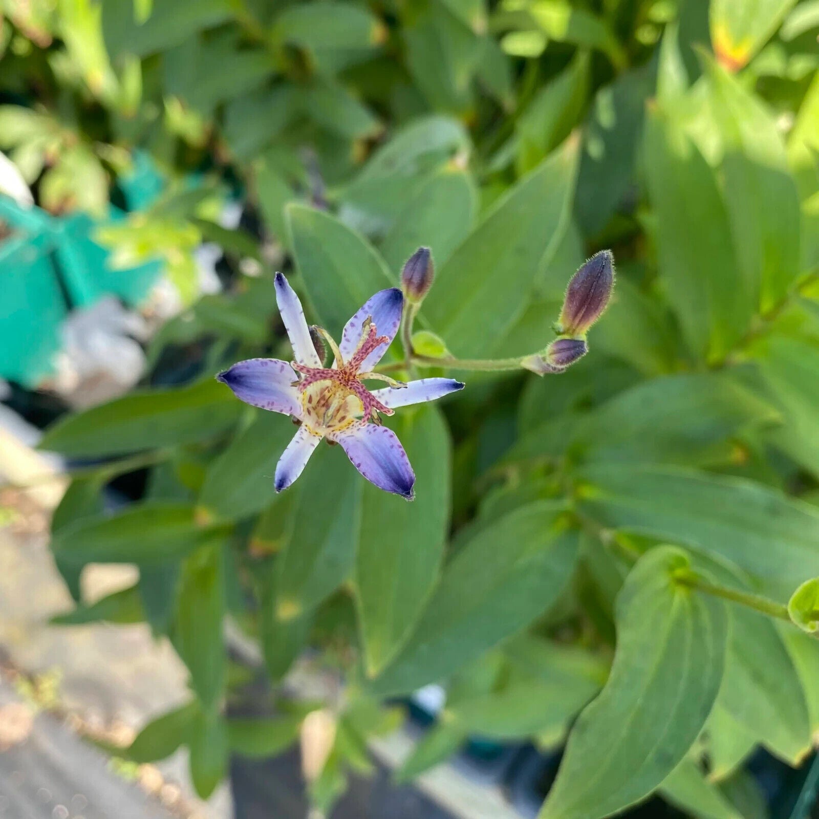 TRICYRTIS FORMOSANA 'SEIRYU' UNIQUE PERENNIAL SHADE GARDEN PLANT HARDY ZONES:4-9