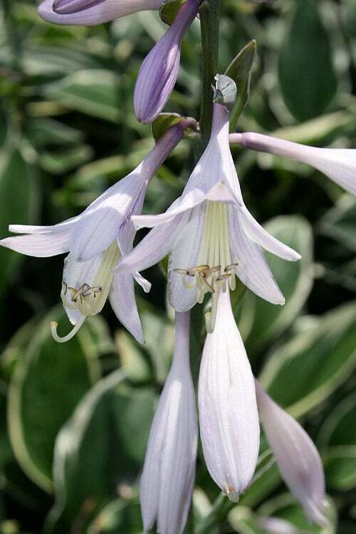 HOSTA 'FRANCEE' HARDY PERENNIAL SHADE PLANT - THE BEST GREEN & WHITE FOLIAGE!!!