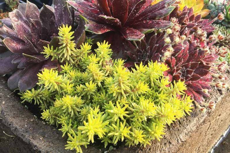 SEDUM SUNSPARKLER~ANGELINA'S TEACUP~STONECROP PLANT SUCCULENT MAT GROUND COVER!!