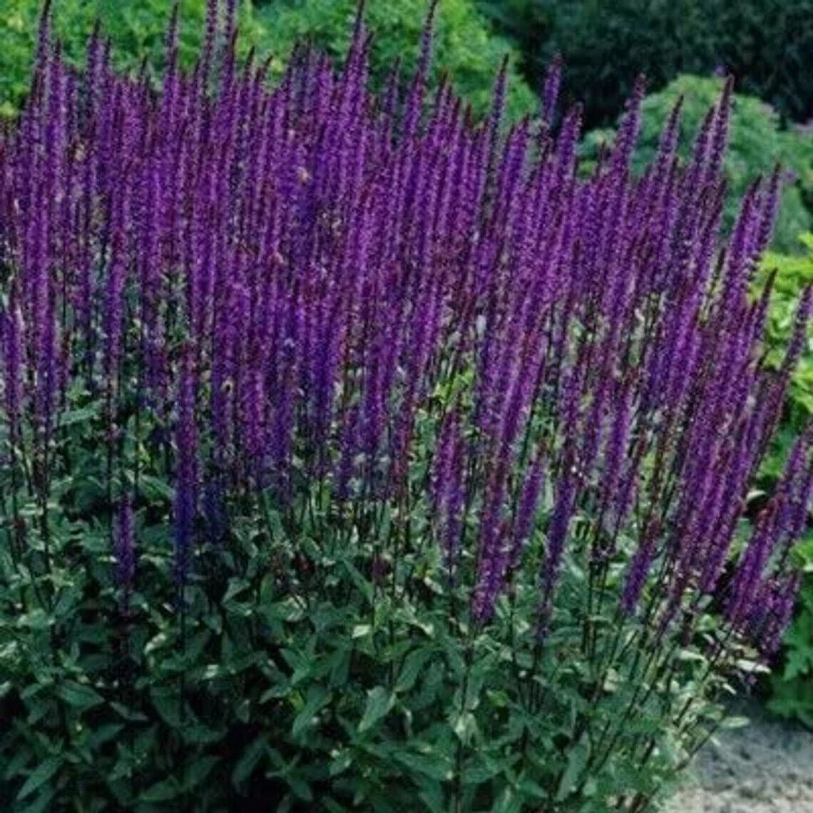 SALVIA NEMOROSA~CARADONNA~DARK PURPLE SAGE PLANTS AROMATIC HARDY PERENNIAL FUN!!